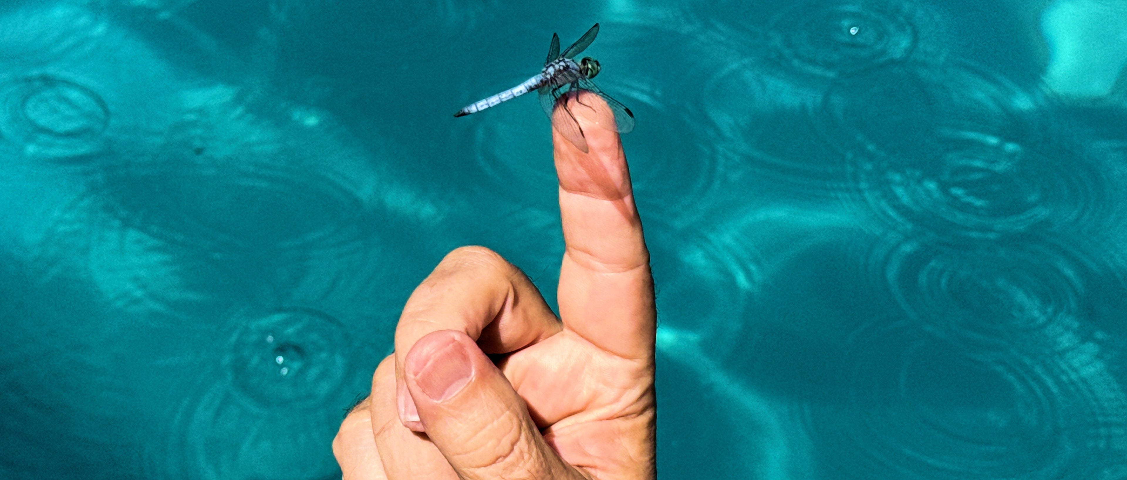 The Dragonfly, the Bell, and the American Experiment